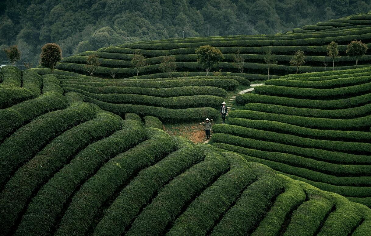 黑茶清欢